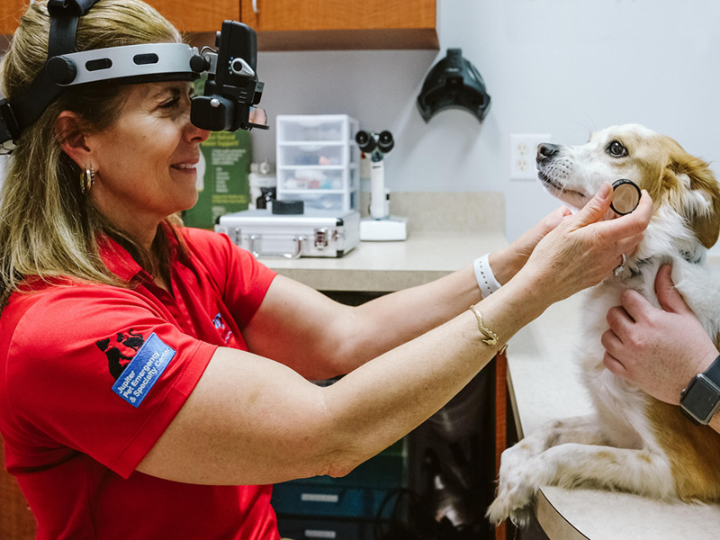 Get Your Pet's Eyes Checked Campaign